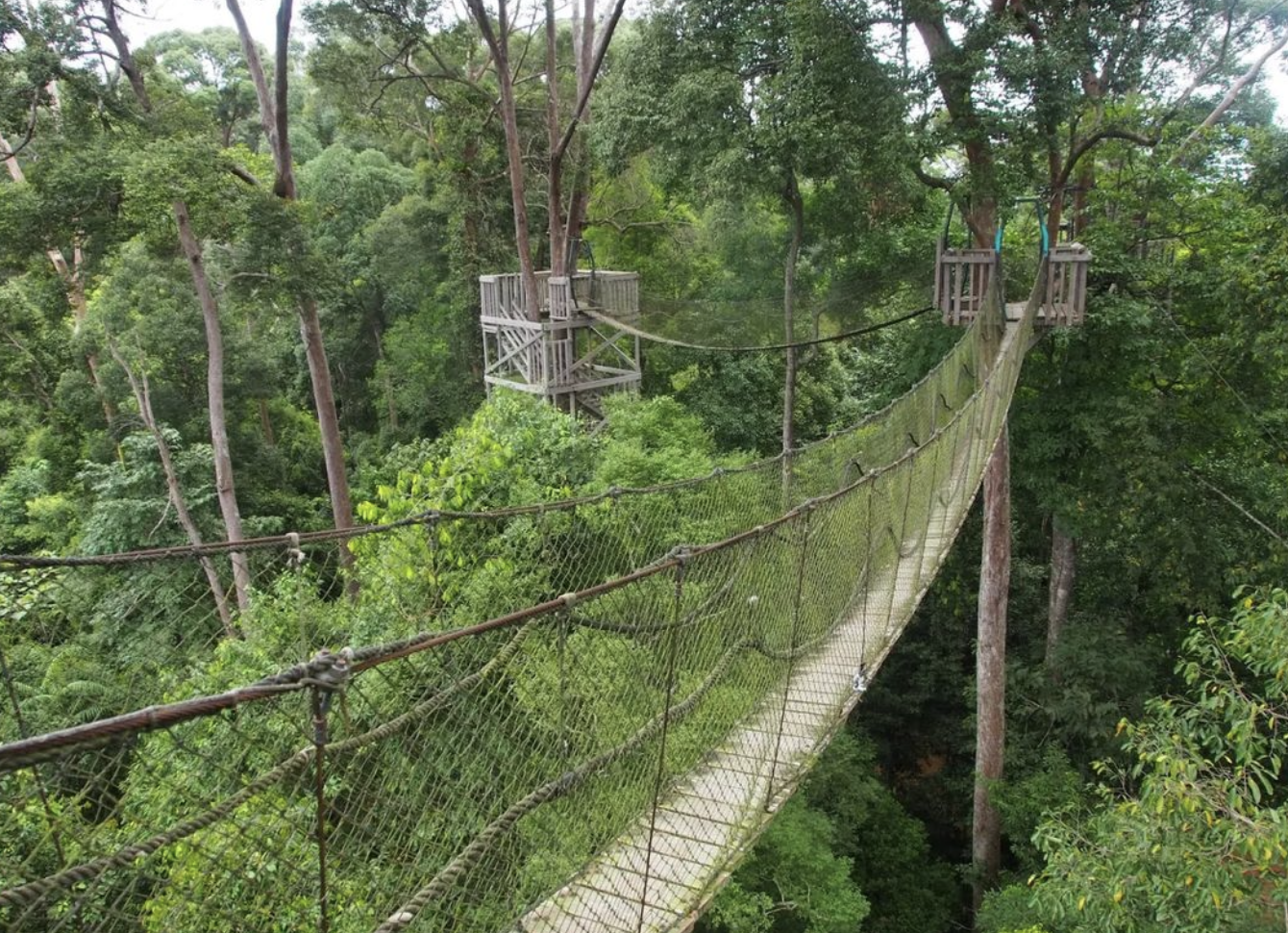 Canopy Bridge at Bukit Bangkirai.